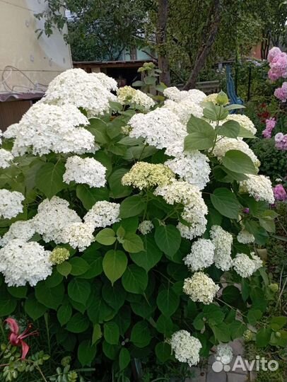 Цветы многолетники садовые