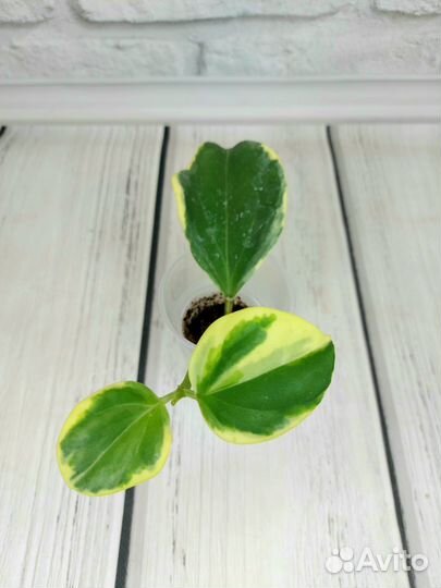 Хойи пахиклада альбомаргината, кенеджиана вар