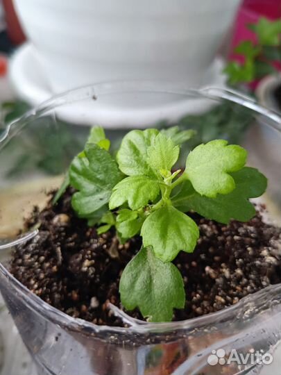 Хризантемы мультифлора желтая бранкроун