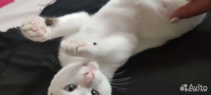 Котёнок 3-4 мес