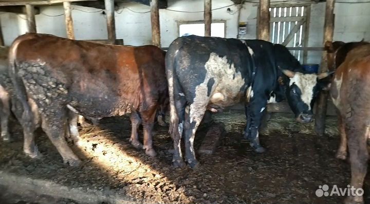 Бычки на доращивание