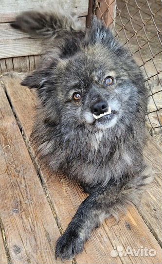 Цыган в добрые руки