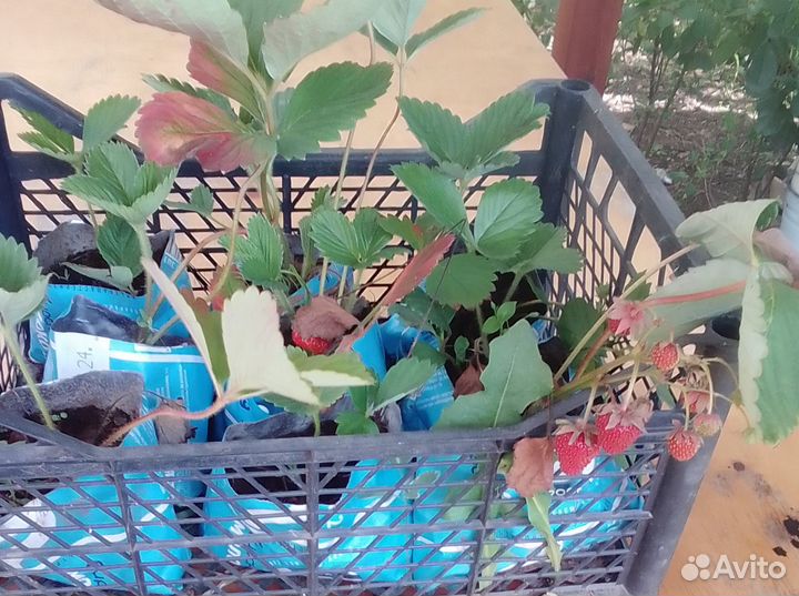 Усы клубники (виктории)