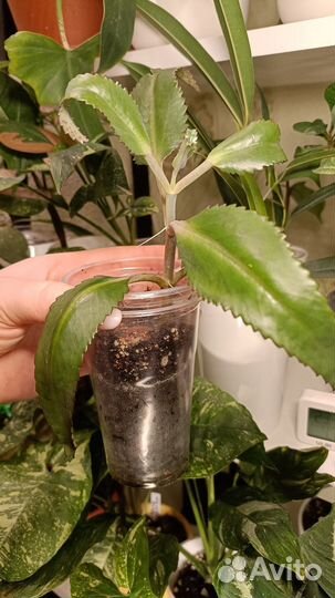 Комнатные растения