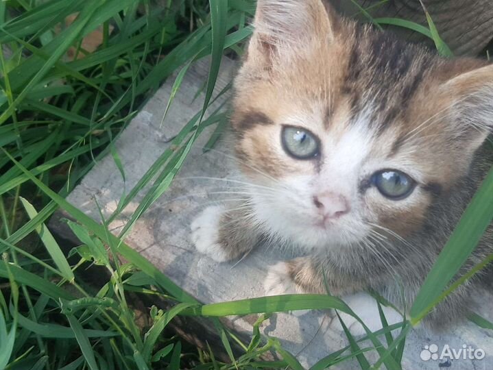 Котята от Шотландской Кошки