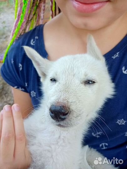 Щенки в добрые руки