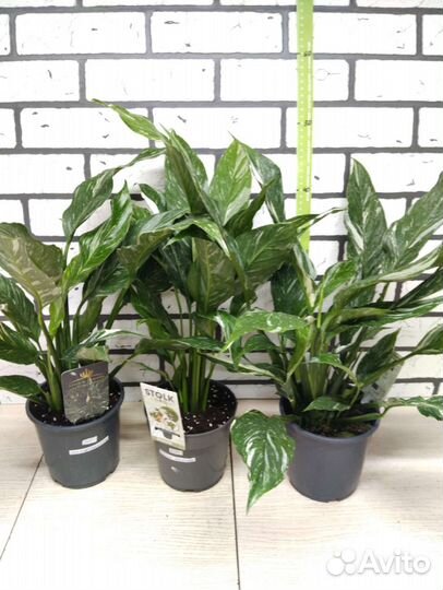 Спатифиллум даймонд