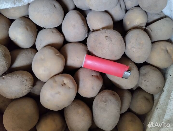 Картофель семенной
