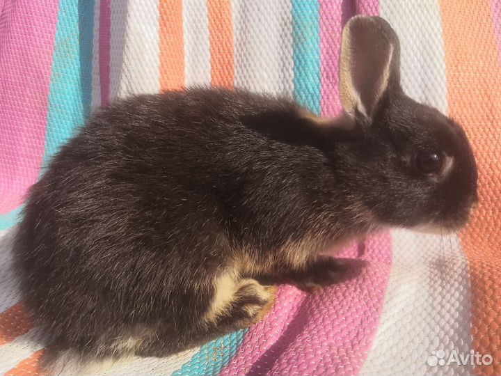 Карликовые кролики