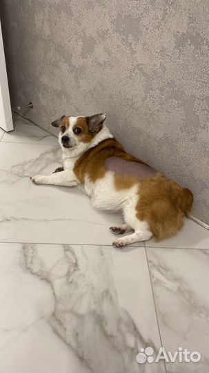 Передержка мелких собак