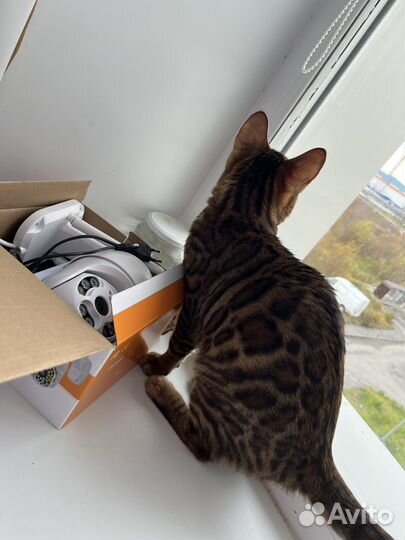 Бенгал 5 месяцев