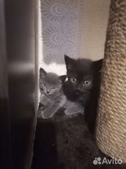 Котята в добрые руки мальчики