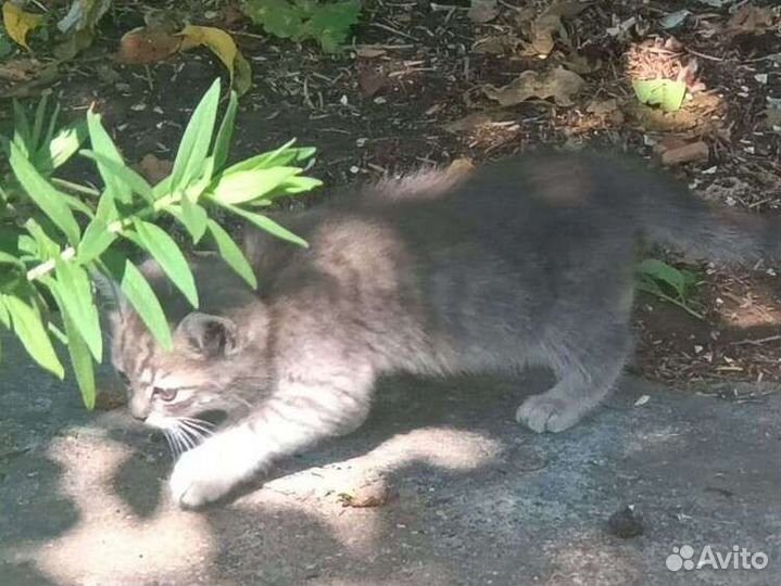 Котёнок Шотландский