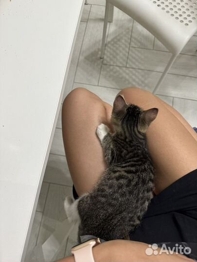 Котёнок в добрые руки бесплатно