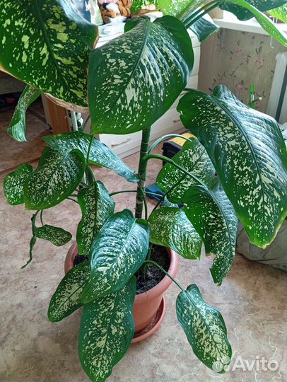 Диффенбахия пятнистая