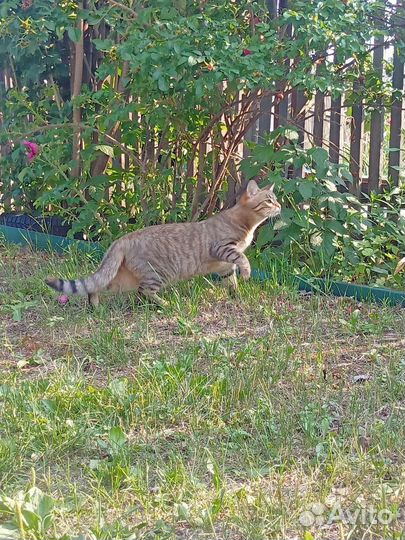 Кошка Savanna f5