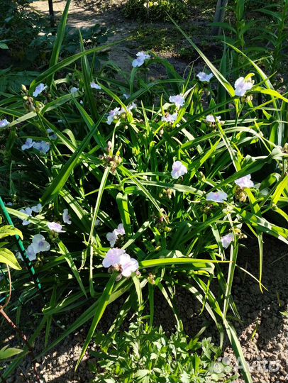 Садовая традесканция