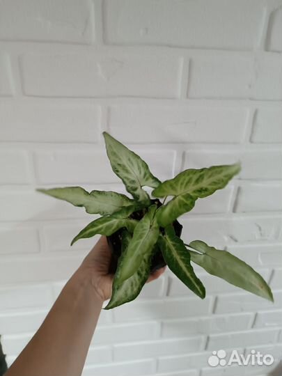 Сингониум Green Gold