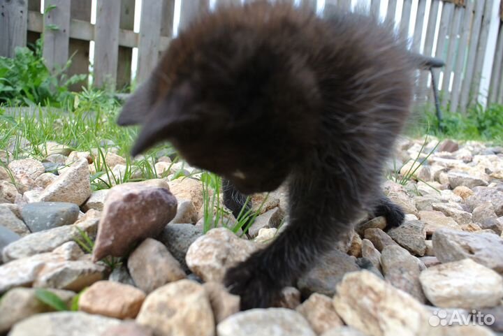 Отдам котят