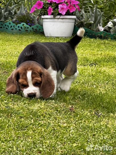 Бигль щенки