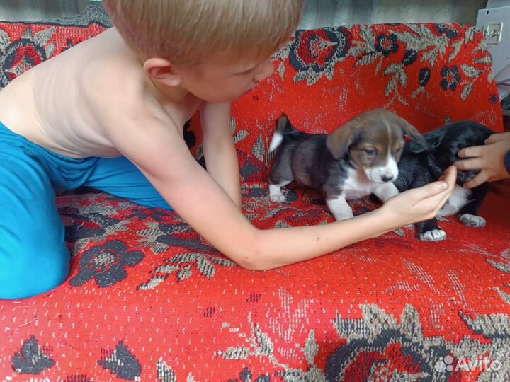 Щенки мелкая порода