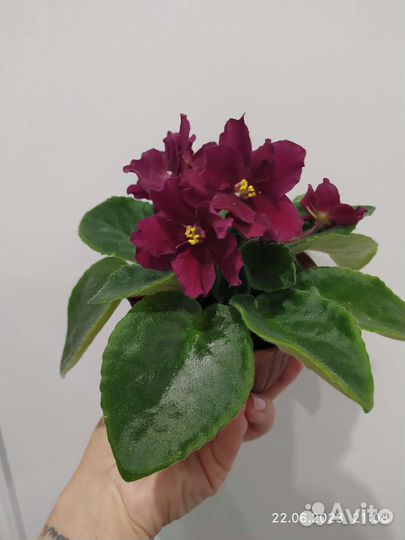 Цветущие фиалки