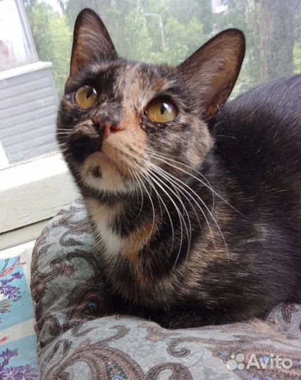 Кошечка Ляля в добрые руки