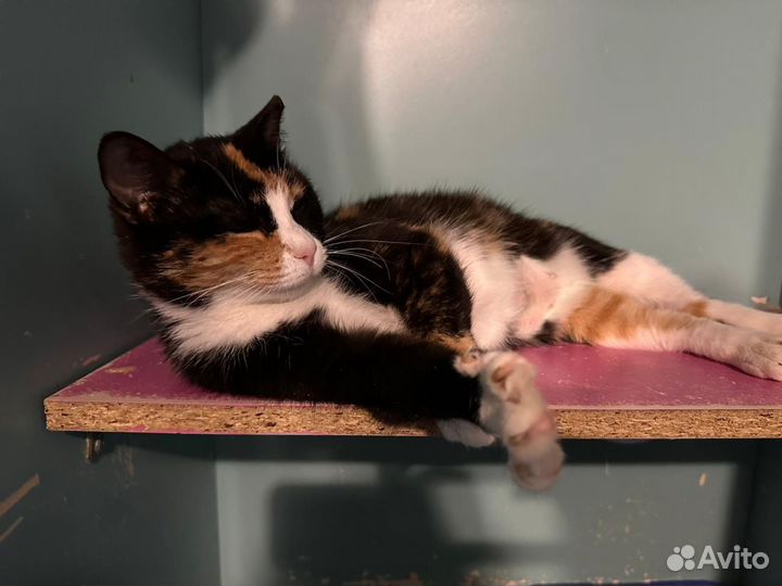 Кошка трехцветка