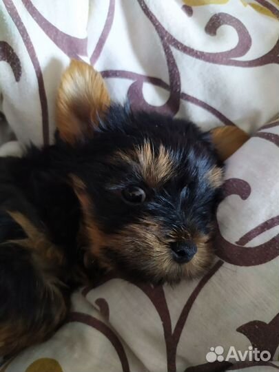 Йоркширский терьер щенки