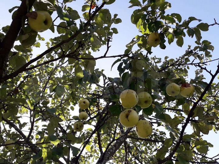 Дача 45 м² на участке 5 сот.