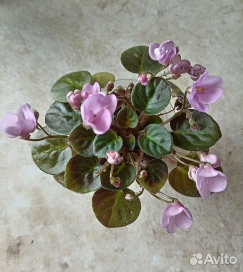 Мини фиалки