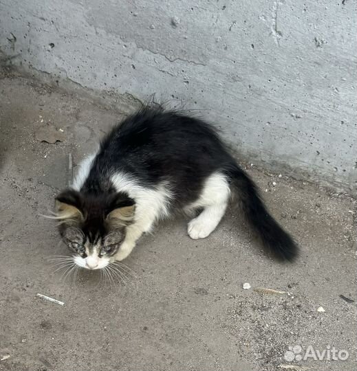 Котенок погибает на улице