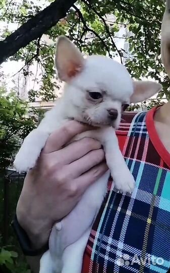 Сладкие малыши