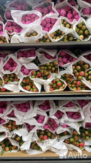 Пионы импортные оптом и в розницу