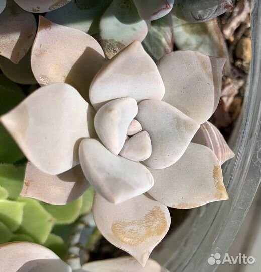 Суккуленты