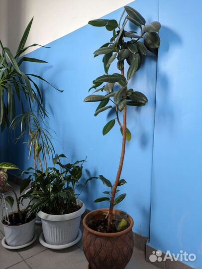 Комнатные растения