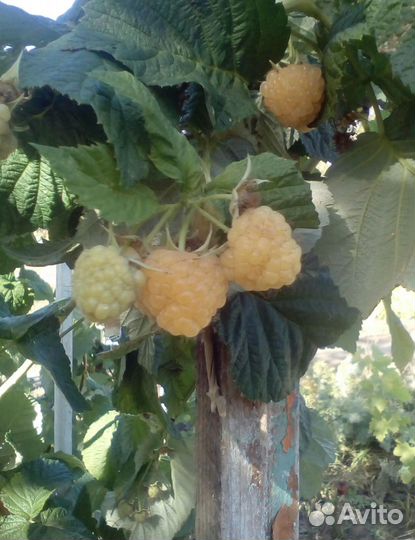 Саженцы малины и ежемалина