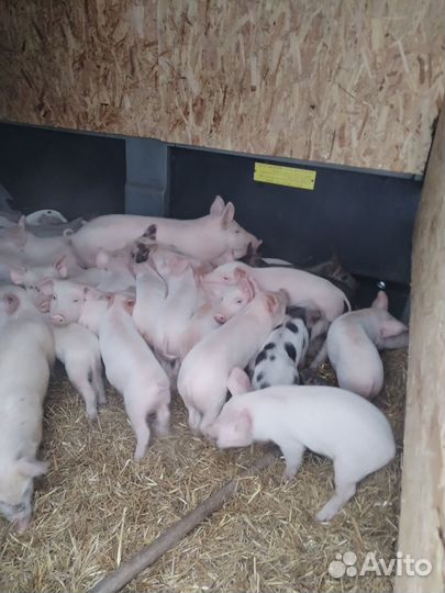 Поросенок ландрас