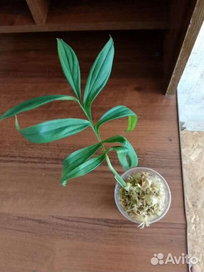 Комнатные растения