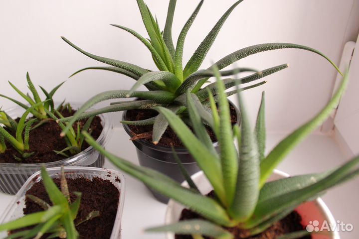 Алоэ остистое