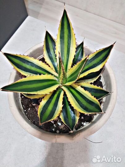 Агава, Бокарнея нолина