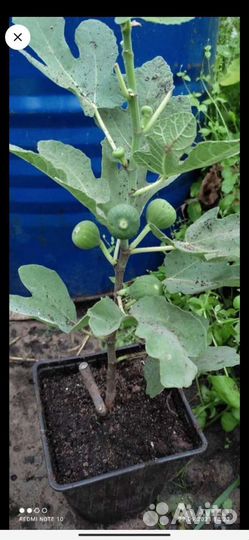 Саженцы инжира