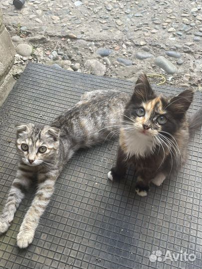Котята в добрые руки