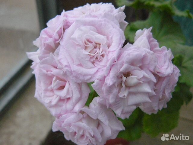 Пеларгония обильноцветущая Рококо
