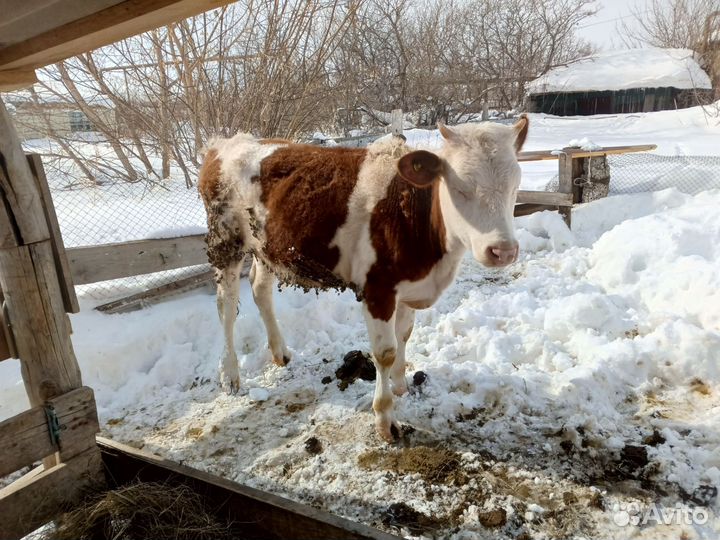 Телочка 10 месяцев