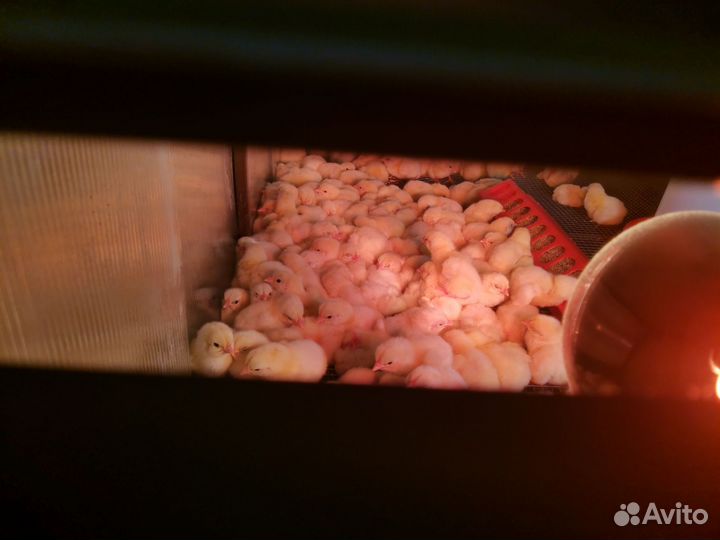 Цыплята бройлеры импортные Кобб 500, Росс 308