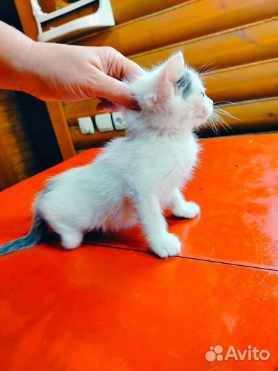 Котята в добрые руки бесплатно