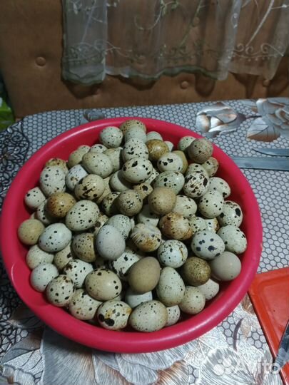 Яйца перепелиные