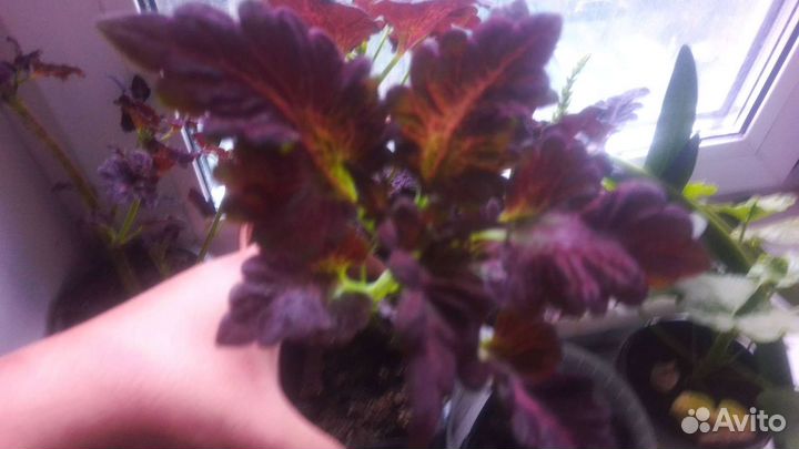 Колеус Блюме