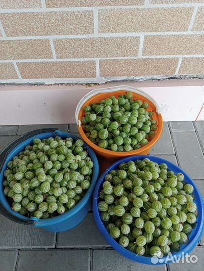 Крыжовник ягоды